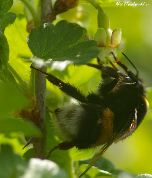 Шмель на цветках крыжовника
Крыжовник - раннецветущее медоносное растение. Его очень любят посещать шмели.
Ключевые слова: шмель крыжовник цветки опыление