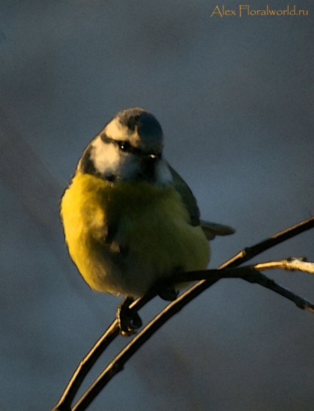 Лазоревка, или голубая лазоревка (Parus caeruleus)
Ключевые слова: Лазоревка голубая лазоревка Parus caeruleus фото