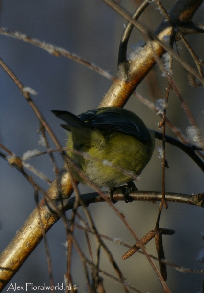 Лазоревка, или голубая лазоревка (Parus caeruleus)
Ключевые слова: Лазоревка голубая лазоревка Parus caeruleus фото