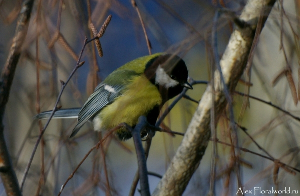 Большая синица, или синица-кузнечик (Parus major)
Ключевые слова: Большая синица синица кузнечик Parus major