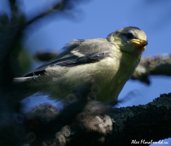 Лазоревка (Parus caeruleus), слеток
Ключевые слова: Лазоревка Parus caeruleus слеток