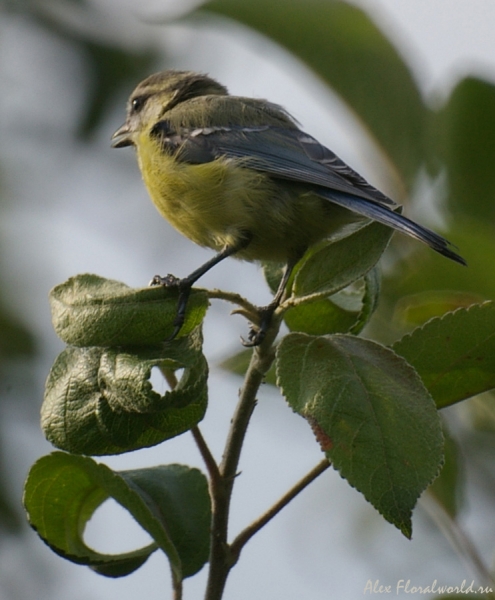 Лазоревка (Parus caeruleus), молодая птица
Ключевые слова: Лазоревка Parus caeruleus молодая птица