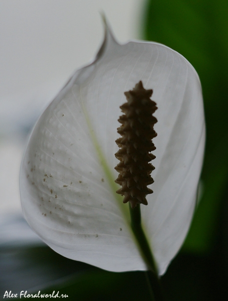 Спатифиллум, цветок
Ключевые слова: спатифиллум цветок початок покрывало