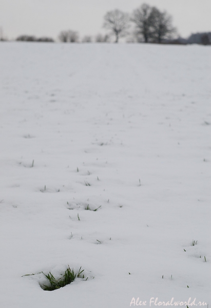 Landscape - Озимь в снегу - Coppermine Фото галерея