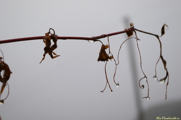 Засохшая ветка винограда
Ключевые слова: осень виноград туман капли