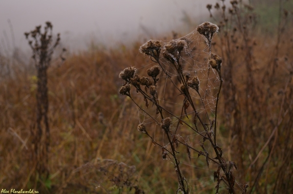 Бурьян в паутинке
Ключевые слова: трава туман осень паутина