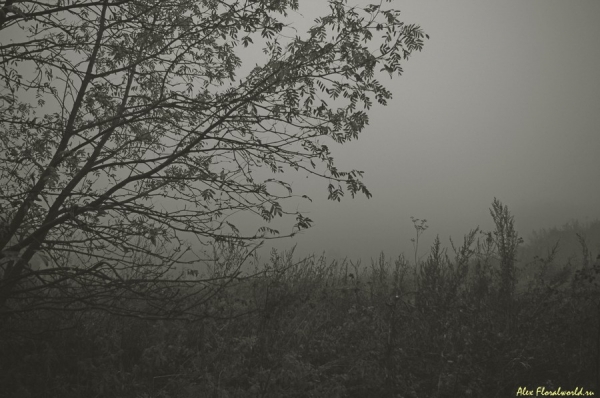 Все в тумане
Ключевые слова: туман осень дерево 