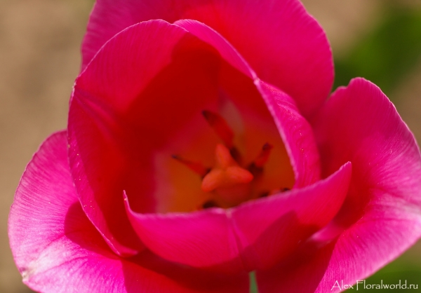 Тюльпан, цветок
Ключевые слова: тюльпан цветок
