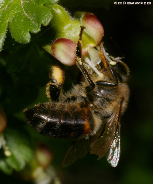 Пчелка опыляет цветок крыжовника
Ключевые слова: пчела цветок крыжовник