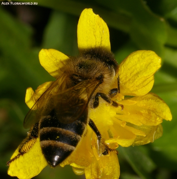 Пчелка и цветок
Ключевые слова: цветок пчелка