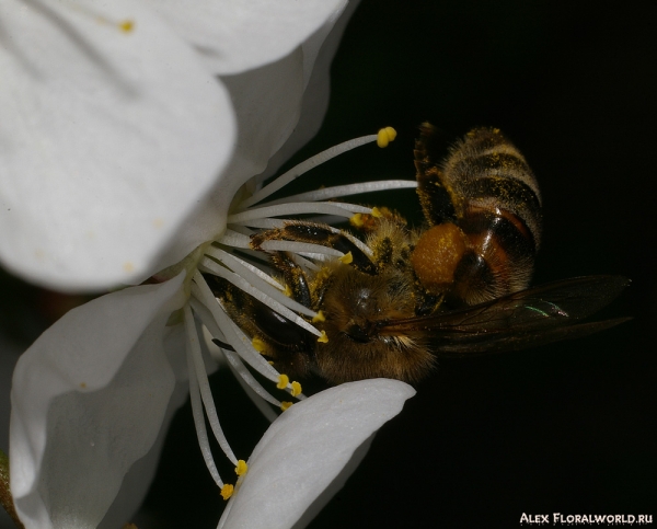 Пчелка и цветок
Ключевые слова: пчела цветок