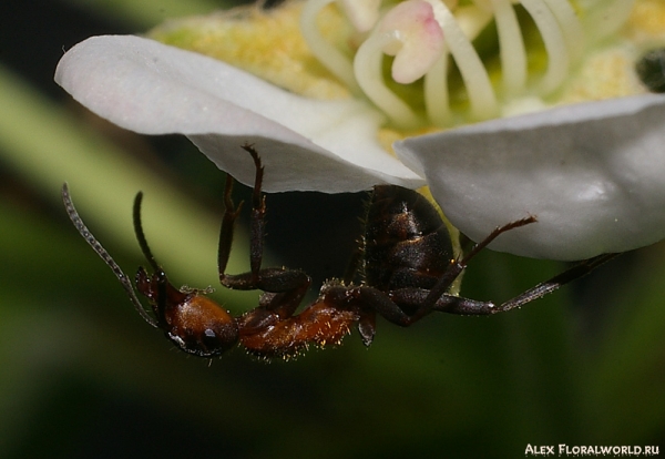 Охрана цветка
Ключевые слова: цветок муравей 