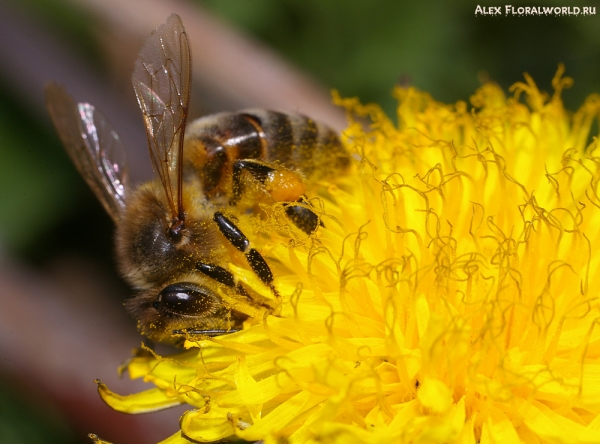 Пчела на одуванчике
Ключевые слова: пчела одуванчик цветок