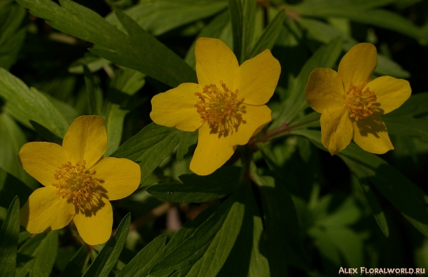 Ветреница лютиковая (Anemone ranunculoides)
Ключевые слова: ветреница лютиковая Anemone ranunculoides