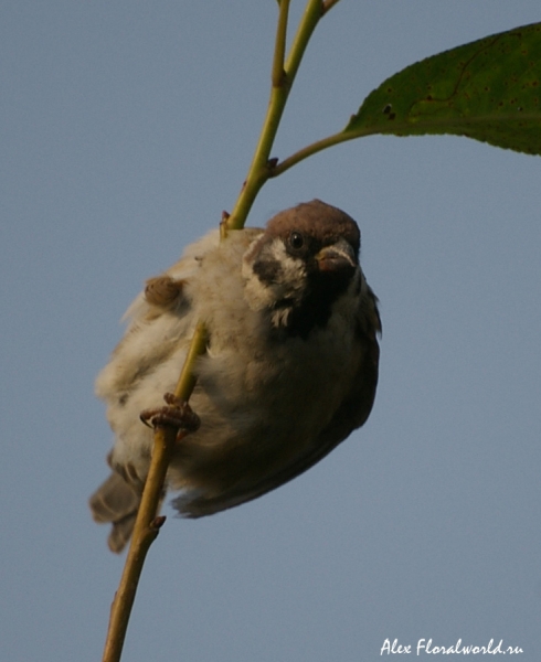 Полевой воробей, или красноголовый, или деревенский воробей (устар.) — Passer montanus
Ключевые слова: Полевой воробей деревенский воробей Passer montanus