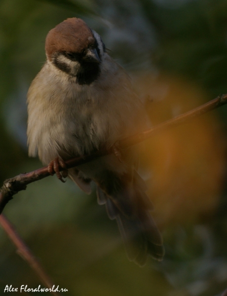 Полевой воробей, или красноголовый, или деревенский воробей (устар.) — Passer montanus
Ключевые слова: Полевой воробей деревенский воробей Passer montanus