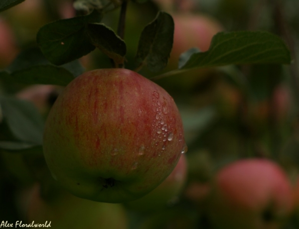 Яблоки сорта штрифель
Ключевые слова: яблоко штрифель яблоня