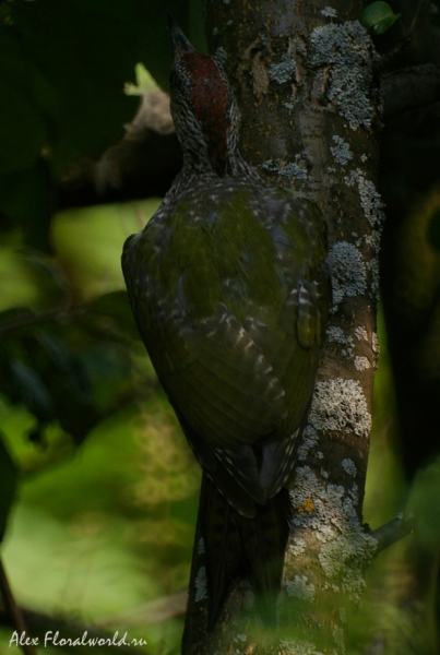 Зеленый дятел (Picus viridis)
Ключевые слова: Зеленый дятел Picus viridis