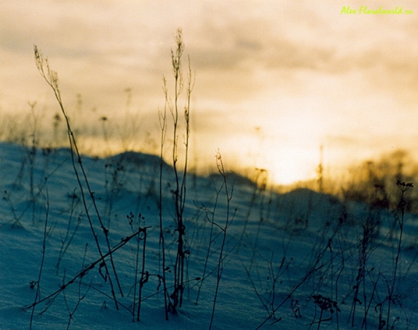 Закат в ноябре
Ключевые слова: зима снег закат солнце трава