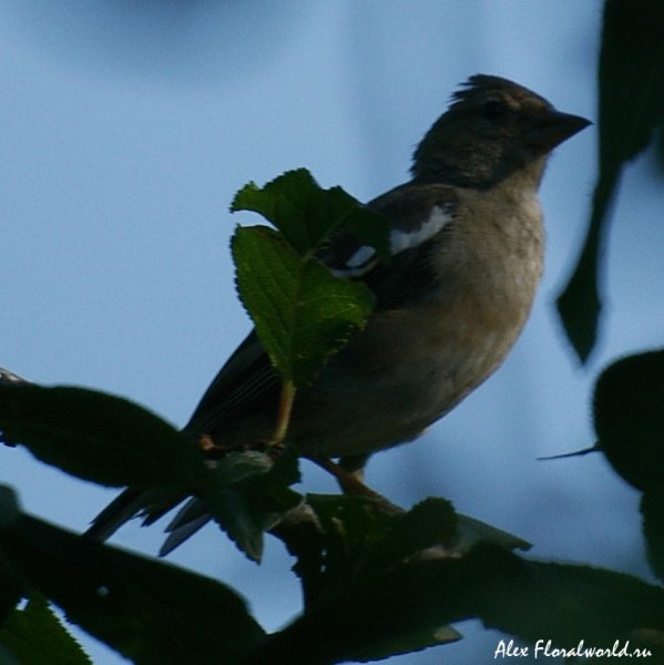 Зяблик (Fringilla coelebs)
Ключевые слова: Зяблик Fringilla coelebs