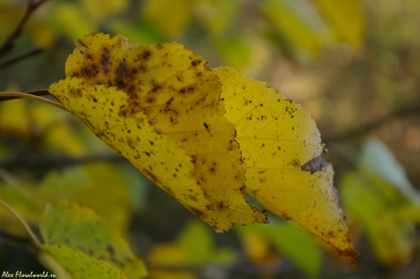 Орешник, или Лещина
Ключевые слова: орешник лещина лист желтый осень