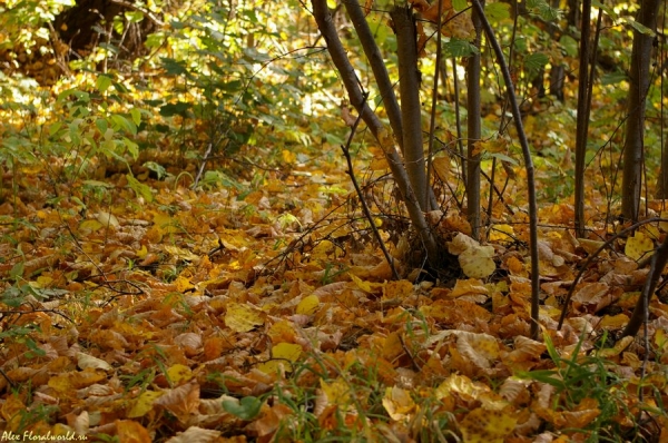 Облетевшая листва орешника
Ключевые слова: осень листва орешник лещина 