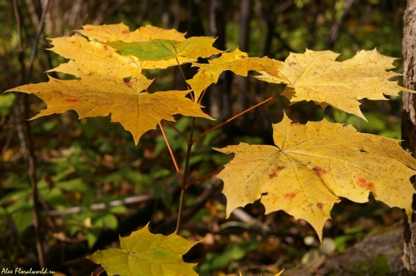 Клен обыкновенный (Acer)
Очень красиво - идешь по осеннему лесу, и попадаешь вдруг в яркое, как бы светящееся место - это клен среди подроста светится своими ярко-желтыми листочками.
Ключевые слова: клен желтый лист осень