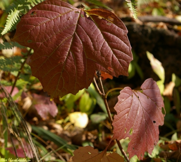 Неизвестное растение
Это интересный кустарник, как зовут, не знаю, летом его практически не заметно в лесу, а осенью его листья выделяются среди подроста ярким темно-красным цветом.
Ключевые слова: осень подрост красный лист