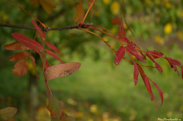 Листья рябины
Ключевые слова: осень красные листья рябина