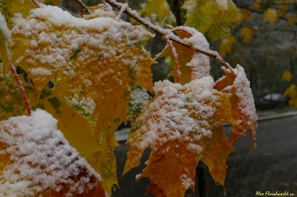 Первый снег
Ключевые слова: осень первый снег листья клен