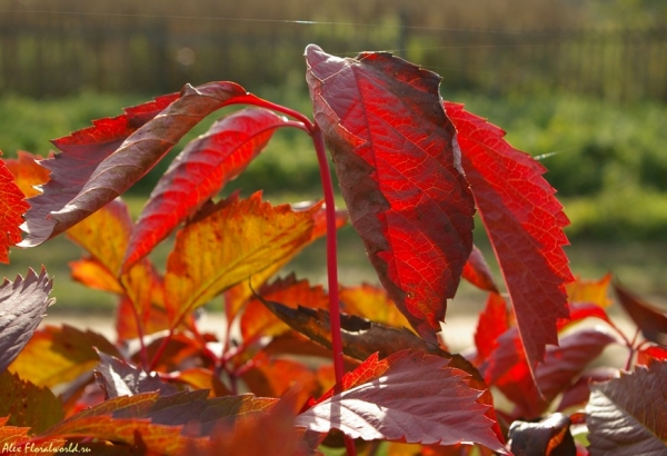 Девичий виноград
Ключевые слова: осень девичий виноград красный пламенеет листва