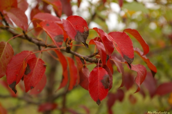 Груша-дикуша
Ключевые слова: груша осень листья красные