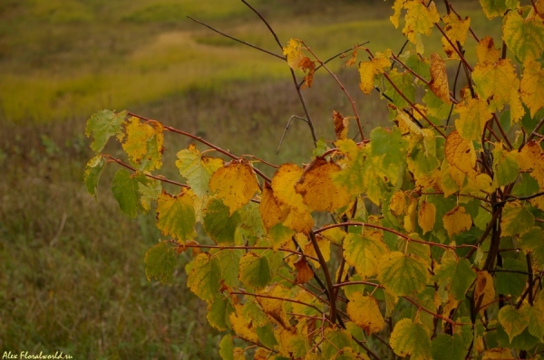 Одинокий куст орешника
Ключевые слова: орешник лещина лист желтый осень