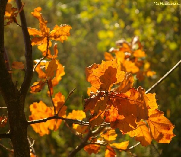 Листья дуба на солнышке
Ключевые слова: дуб черешчатый осень солнце лист желтый