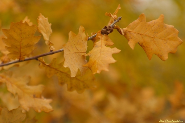 Великолепен дуб в осеннем наряде!
Ключевые слова: дуб черешчатый осень лист желтый