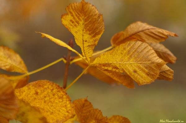Листья каштана
Ключевые слова: каштан желтый лист желтые листья осень
