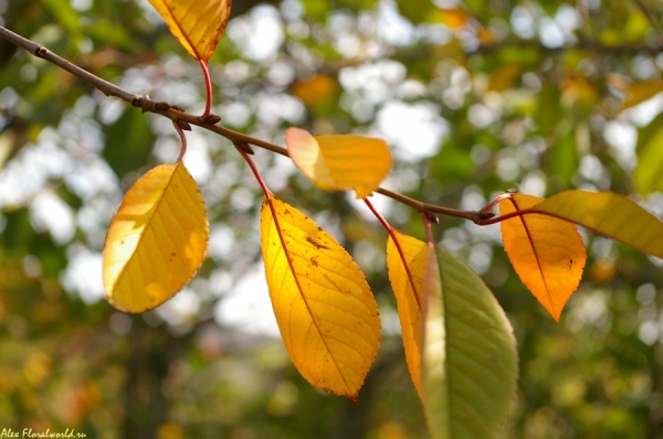 В осенней красе листья вишни
Ключевые слова: осень листья вишня ветка 