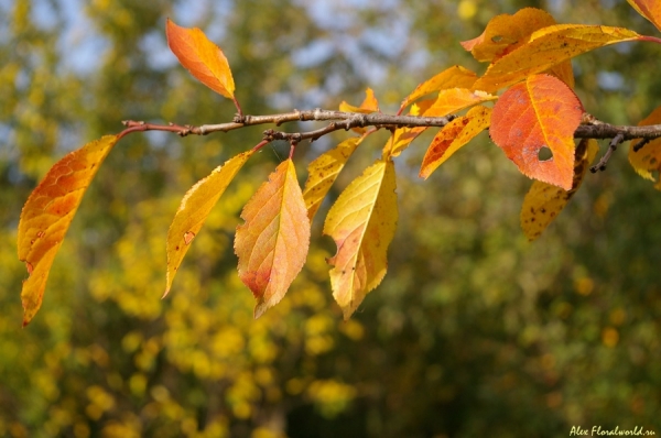 Осенняя листва сливы сорта Волжская красавица
Ключевые слова: осень осенняя листва слива сорт Волжская красавица