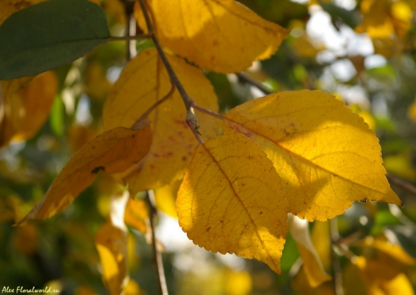 Листья яблоневого дерева сорта Штрифель
Ключевые слова: яблоня осенний лист желтый штрифель