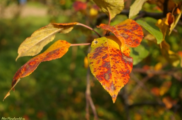 Листья яблоневого дерева сорта Коричное
Ключевые слова: лист яблоня коричное осень
