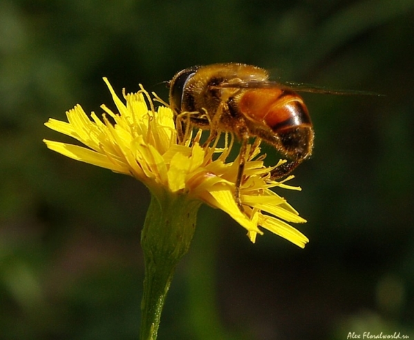 Цветочная муха на кульбабе осенней
Ключевые слова: цветок муха кульбаба осенняя