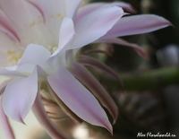 Echinopsis16.jpg