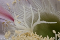Echinopsis19.jpg