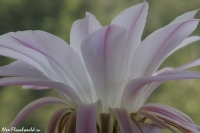 Echinopsis95.jpg
