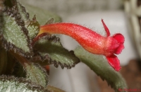 Episcia1.jpg