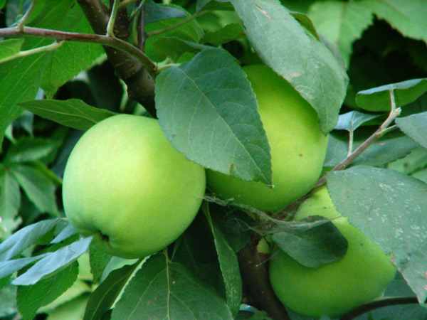 Яблоко антоновка
Эти вкусные ароматные яблоки сорта антоновка растут в нашем саду.
Ключевые слова: яблоки, антоновка, фото яблок