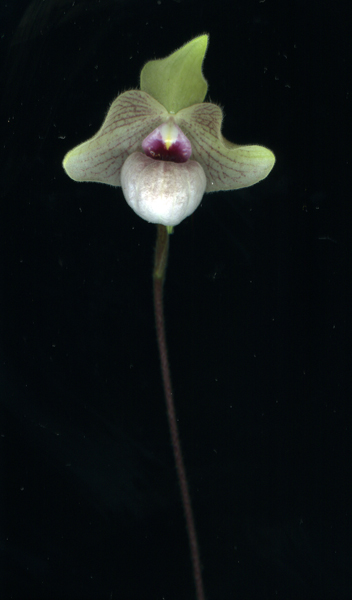 Paphiopedilum delenatii x malipoense
