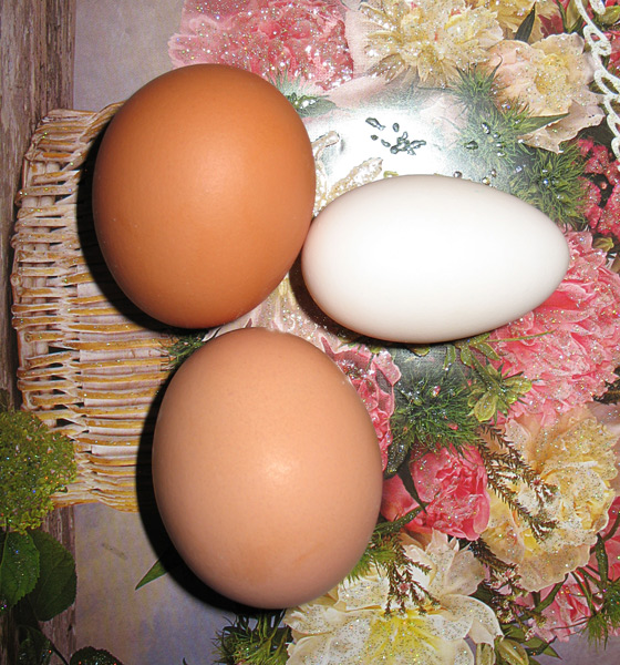 белое яйцо - Туттино, коричневые - магазинные
