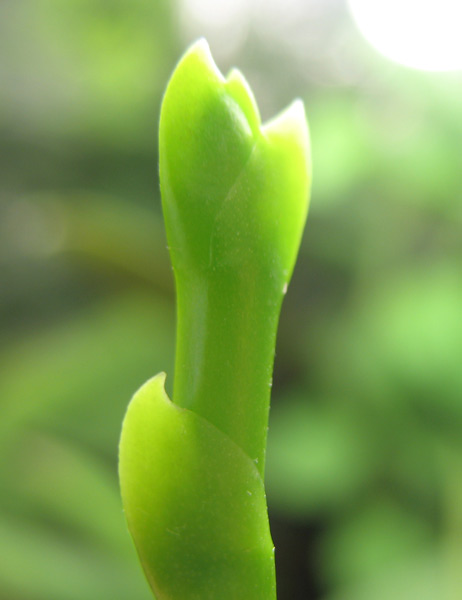 Phalaenopsis Liodora