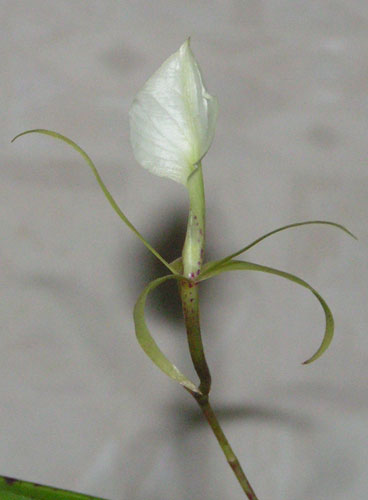 Brassavola nodosa
